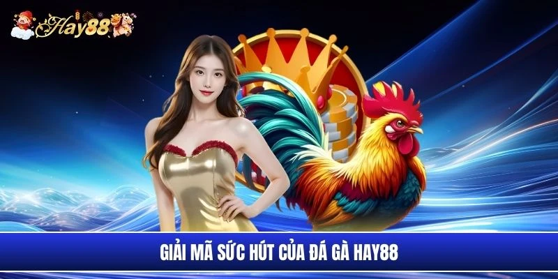 Giải mã sức hút của đá gà Hay88